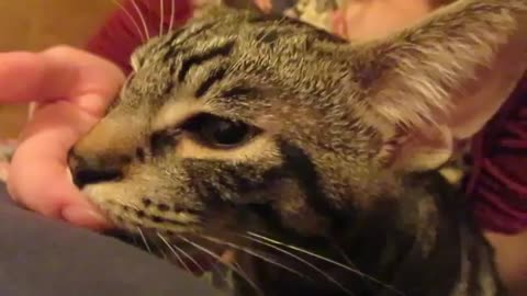 Cute cat suckles human fingers