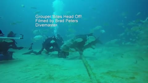 Grouper Bites Head Off Diver