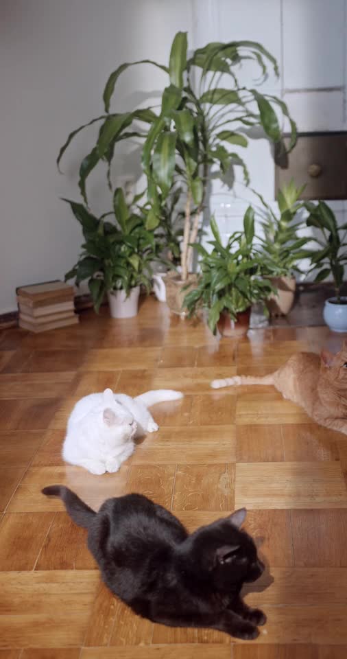 Cats feel bornig in home pfffff🤣🤣