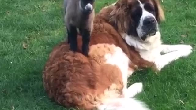 Saint Bernard befriends orphaned baby goat