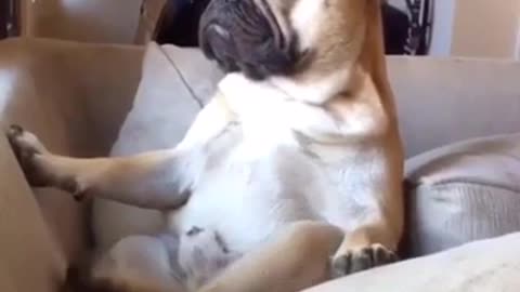 Hilarious doggy yoga will made your day