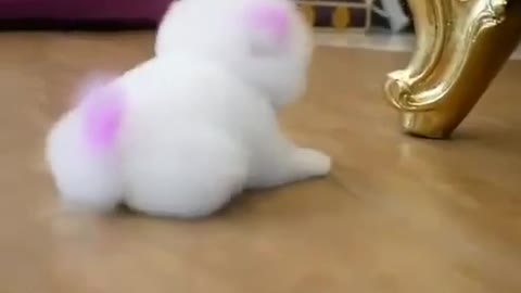 Cute little white dog