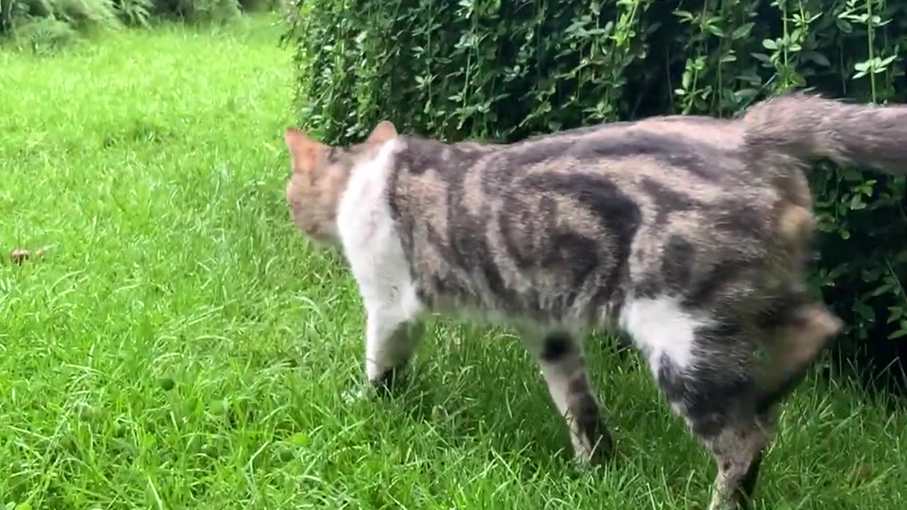 Beautiful stripes cat walks in tha early morning.