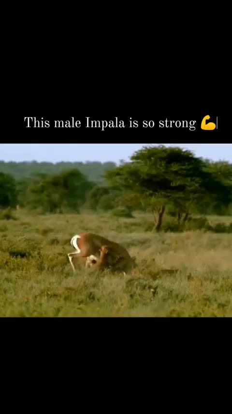 The hunter turned into the hunted , tables turned