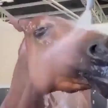 Horse Shower Time