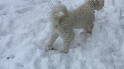 White dog runs around in circles in snow in backyard