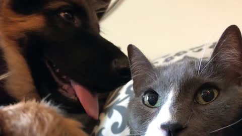 Unbelievable...!!! Cat beats up German Shepherd