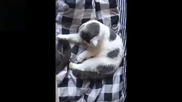 Cute And Funny Pets Compilation #101