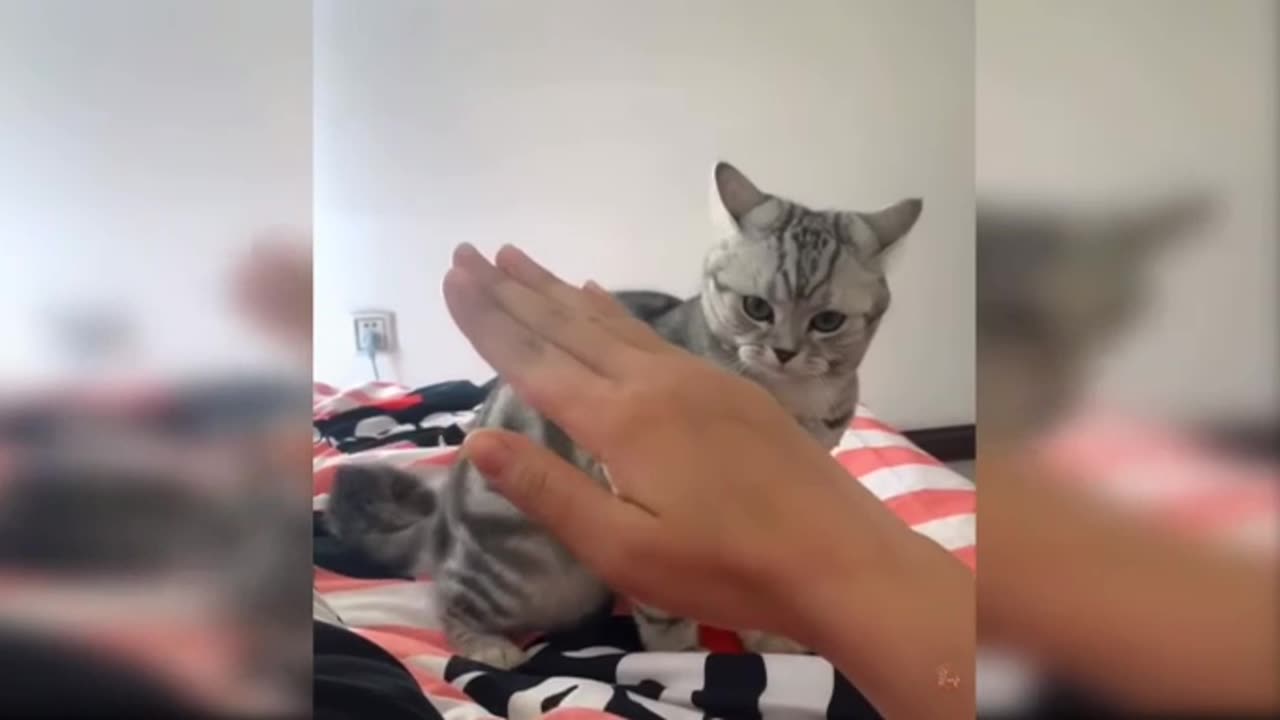 Funny cute cat videos