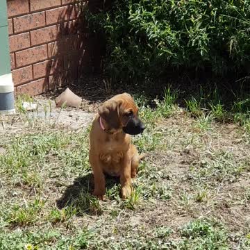 Rhodesian Ridgebacks Mr Brown & Miss Tickle; Use My Name!