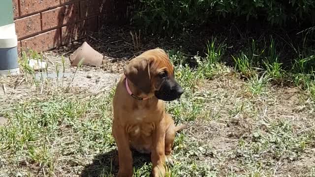 Rhodesian Ridgebacks Mr Brown & Miss Tickle; Use My Name!