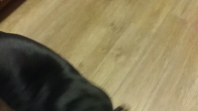 Onyx my buddy
