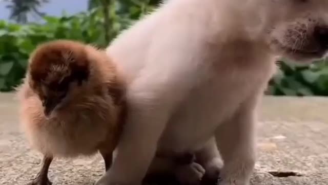 Sleeply puppy with birds.