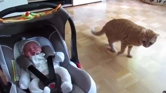 cat meets baby first time