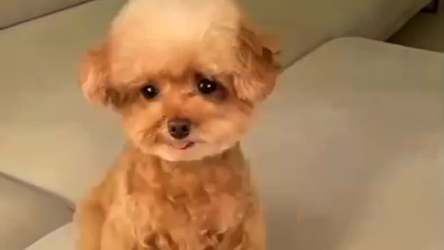 Cute Dog expression