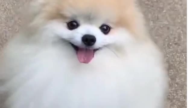 So sweety dog topy so cute funny short video