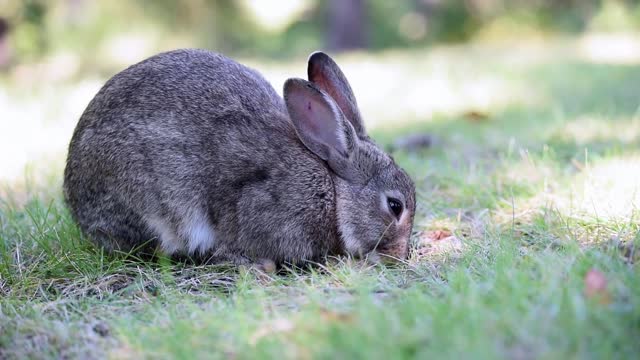 Cute Rabbits stress relief