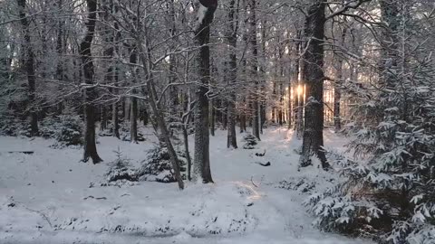 Trees in winter season in the jungle