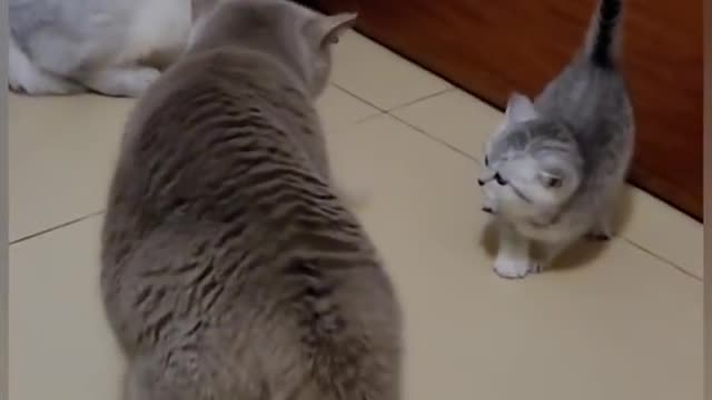 Funny Cat video