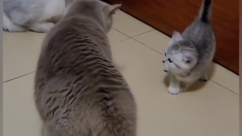 Funny Cat video