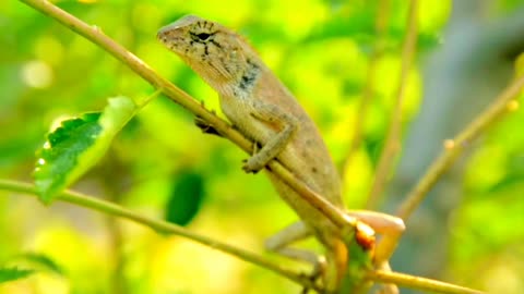 Some Amazing Moments Animals and Birds of Nature