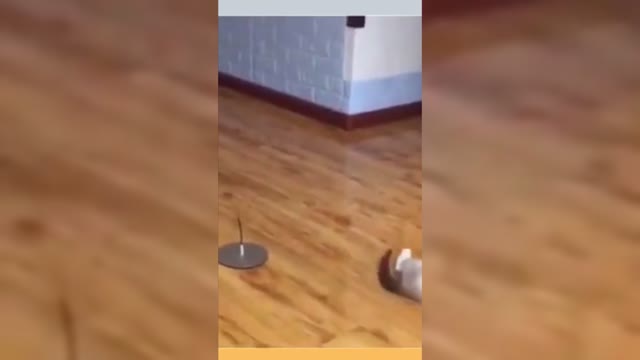 cute pets