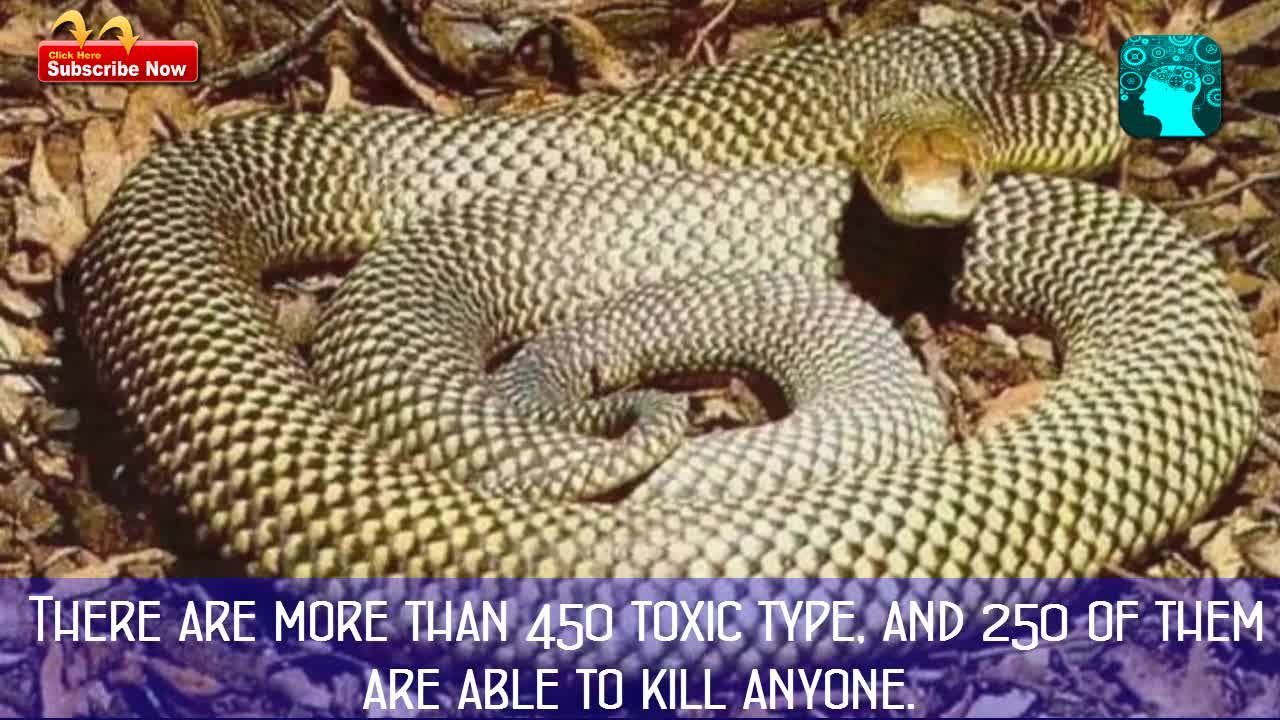 top10The most dangerous animals in the world 2017