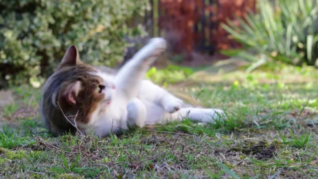 A cat plays with a stick in a garden and bites on it