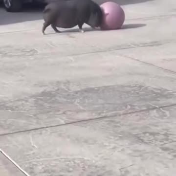 They are both just as round so 🤣🤣