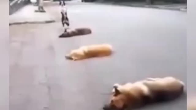 funny animal video 7