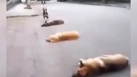 funny animal video 7