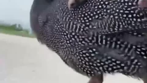 Funny Puppy|| Smart dog|| Cute Dog makes you Happy