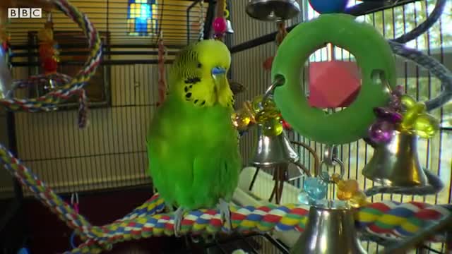 Budgie Talks To Owner To Stop Feeling Lonely | Pets: Wild At Heart | BBC Earth