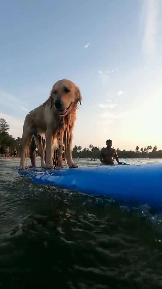 dog surfing the board