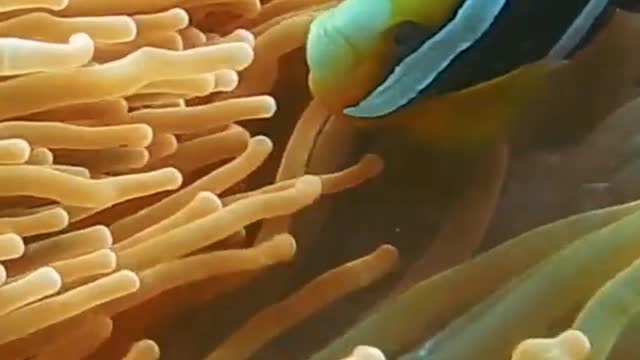 A Clown Fish Inside The Soft Corals