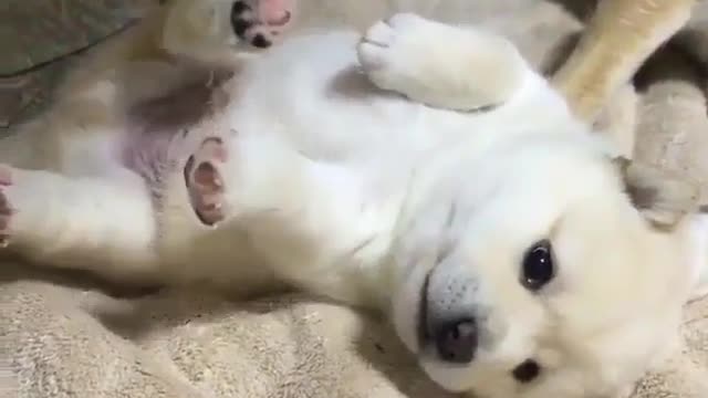 Cute dog