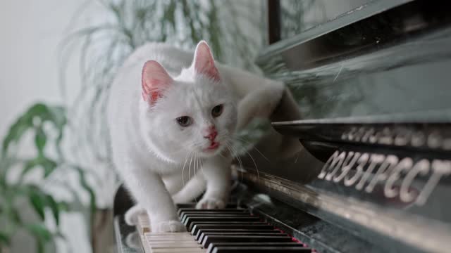 A Cat Walking Over The Piano Keys