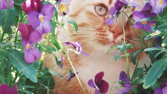 cute cat