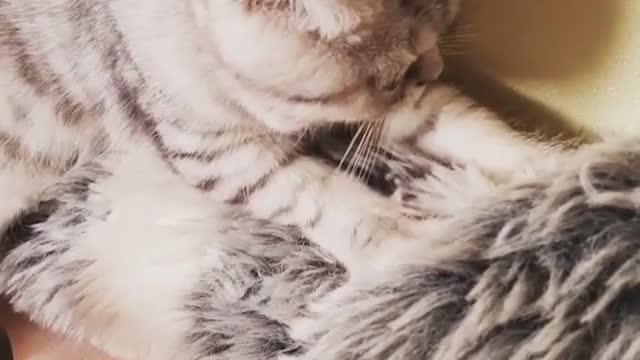 Cute fluffy kitty kneading on his favorite doll toy