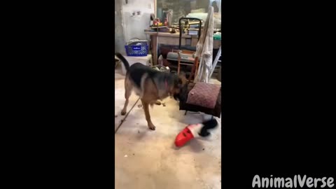 🐾You Laugh You Kiss Your Pet😂Hilarious Dogs and Cats 2023