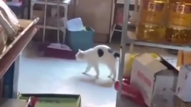 Funny Cat And Dog