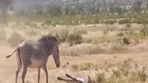 Wild life of Africa
