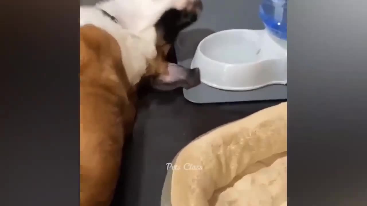 Try Not To Laugh🐶 Funny Cat & Dog 2023