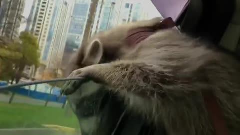Raccoon Catching Wind