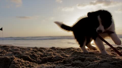 Beautiful dog by the sea