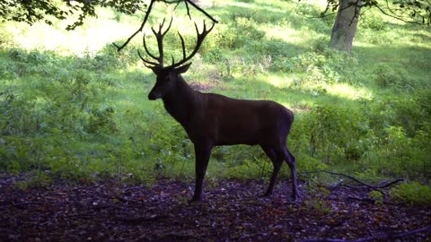 Antlers is enough for tree