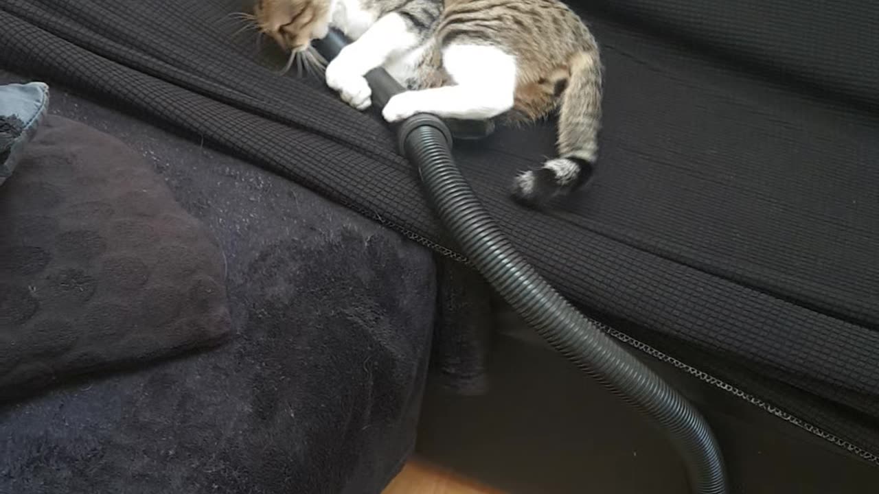 Cat Won't Let Go of Vacuum Hose