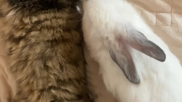 Love between cat and rabbit