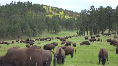 Bison walking through field in hills of Custer South Dakota