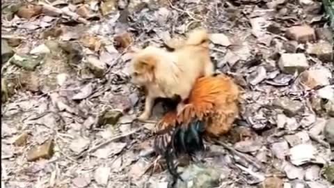 Chicken attacking a dog